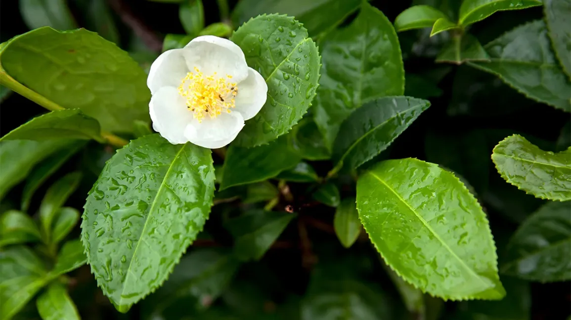 Green Tea Leaf Extract